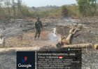 5 Hektare Lahan di Desa Ngelo Terbakar, Babinsa Pastikan Api Tidak Merambat ke Permukiman